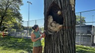‘A way to honor the tree’: Montreal wood sculptor brings new life to hazardous trees in La Fontaine Park