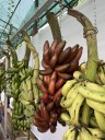 First Banana Festival in Wokha to promote agri