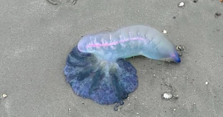 Warning as deadly man o' war washes up on UK beach