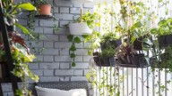 5 plantas de exterior resistentes al frío y al calor para tener un jardín bonito todo el año