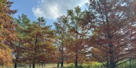 How could recent weather impact fall foliage in Kentucky?