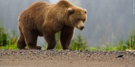 Bear attack on hiker closes trail in Yellowstone