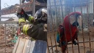 Rescatan a una guacamaya tras explosión de fábrica en Maracaibo
