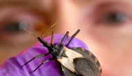 “Tenemos casos en todo Chile”: esto dice el ISP sobre la enfermedad de Chagas, que ya es endémica y se expande por EE.UU.