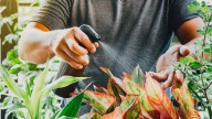 El fertilizante ideal para mantener tus plantas sanas y fuertes