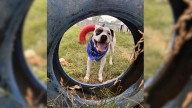 Pennsylvania Shelter Staff See Shocking 'Objects' Spilling Out Of Kennel, Then Realize What They Are