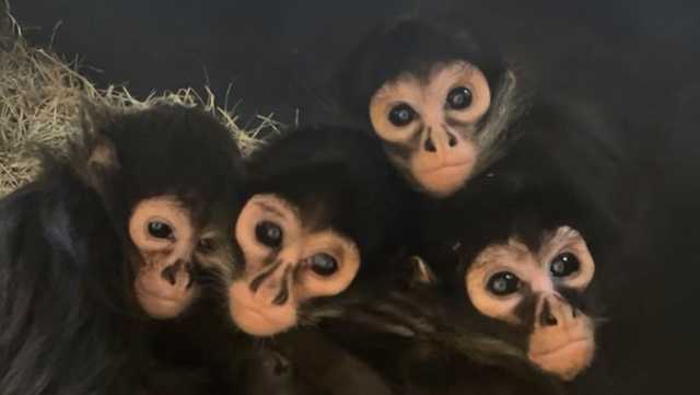 Four rescued Mexican spider monkeys find new home at Omaha's Henry Doorly Zoo
