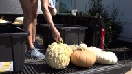 Seasonal porch decorators say business is taking off this year