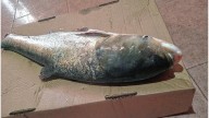 Pescaron dos ejemplares de carpa plateada en el río Uruguay y hay preocupación