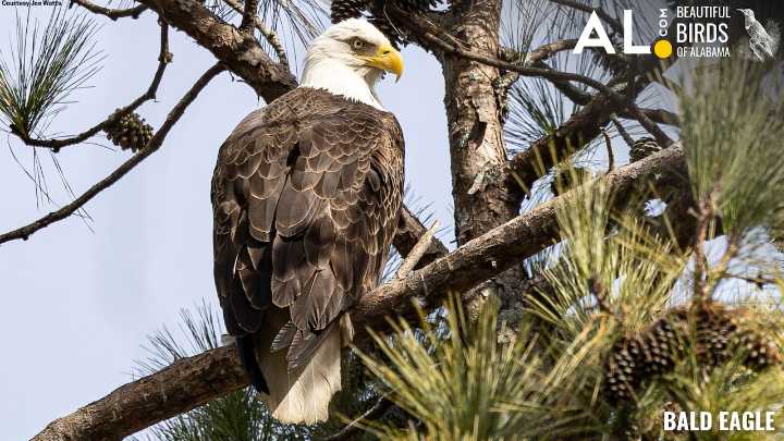 Bald eagles are rare in Alabama, but it’s a miracle they’re here at all