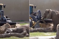 Zoe Uses Tractor to Help Geriatric Elephant Stand After She Falls and Can't Get Up