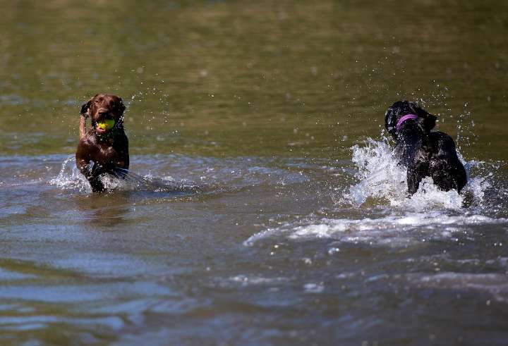 Asking Eric: Pushy dog park user makes us not want to return lest we encounter her again