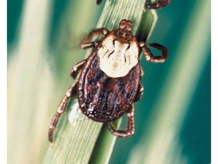 Two human cases of Rocky Mountain spotted fever linked to Long Point