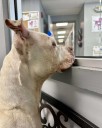 Lorain County Dog Kennel volunteers rally behind last dog waiting more than 100 days for forever home