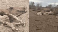 Son 26 los animales que aparecieron muertos en Rosario de Lerma