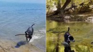 Colorado Couple Feared Their Border Collie Had A Heart Problem, But The Truth Was Hilarious
