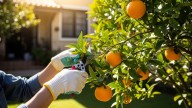 Cuál es el mejor momento para podar el árbol naranjo y de qué manera hacerlo
