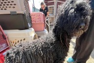44 Poodles Seized from 'Filthy, Unhealthy' Oregon Home in Suspected Puppy Mill Case