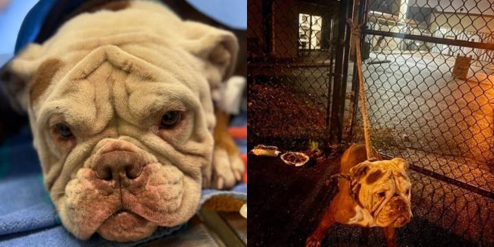 Tri-State shelter finds abandoned dog with gunshot wound