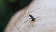 El 92% de los contagios de dengue en Aguascalientes están en la capital: Estas son las colonias bajo cerco sanitario