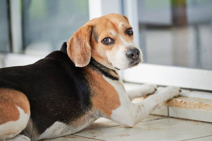 13 Dramatic Dog Breeds Always Giving Side