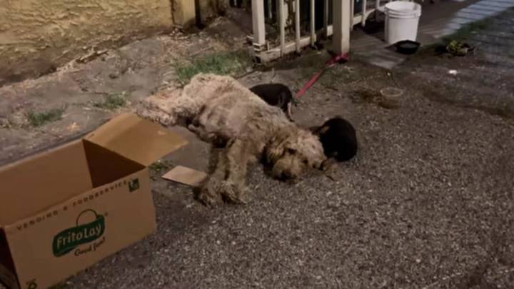 California Rescuers Find Chained Dog In Distress Next To Cardboard Box And Two Tiny Surprises