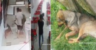 “Conner”, “Lassie” y “Brownie”: tres historias de dolor que hoy tienen justicia en los tribunales