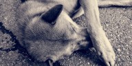 Denuncian que varios animales estaban en grave estado y, presuntamente, eran abusados en Soacha: autoridades intervinieron