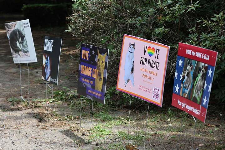 Viral Cat Mayoral Race in Mass. with Over 70 Candidates Elects a Winner