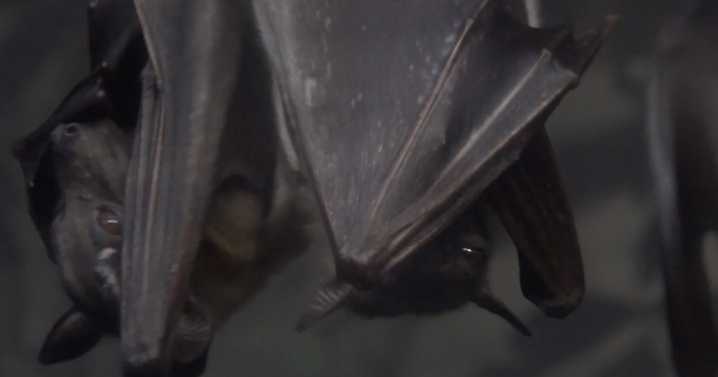 Wild bat tests positive for rabies in Shawano County