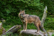 The Netherlands has a wolf problem