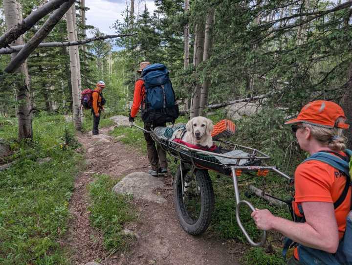 Pet rescues rising: When is it safe to hike with your dog?