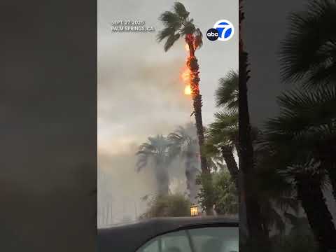 Palm tree on fire after lightning, thunderstorms in SoCal