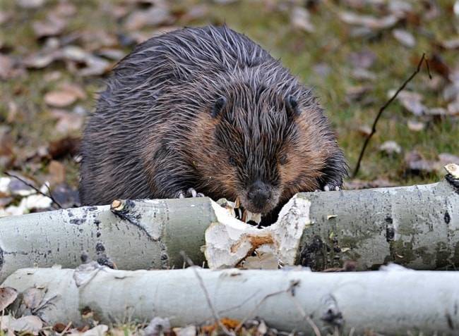 Discovery Islands flood mitigation project helps beavers and people coexist