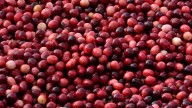 What to know about cranberries produced for Thanksgiving and the bogs being restored to wetlands
