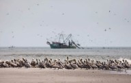 No se produjo una explҩsión anual de agua fría del Pacífico, lo que alarma a los científicos