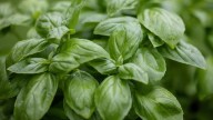 Pick Your Basil Plant More Often For A Big Harvest Boost