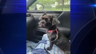Owner says the same 2 dogs behind recent attack outside South Miami-Dade home killed her pet in December