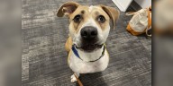 Meet Carmel, a sweet, good girl looking for a paw
