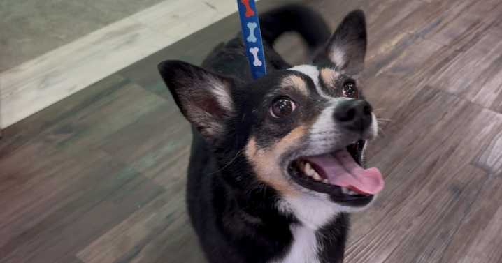 Furry Friend Friday: Meet Tate