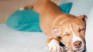 Cuánto es el tiempo límite para dejar solo a tu perro: expertos en bienestar animal tienen la respuesta