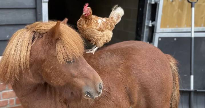 Ex-commercial egg-laying hens looking for new homes in Aberdeenshire