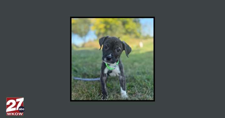 Pet of the Week: Meet Jett!