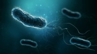 Hallan los responsables genéticos de la resistencia a los antibióticos en bacterias