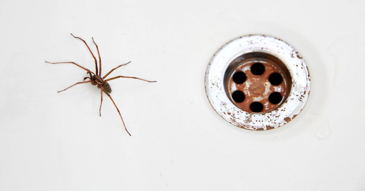 Stop spiders 'invading' your home by using 1 kitchen scrap that 'repels' them