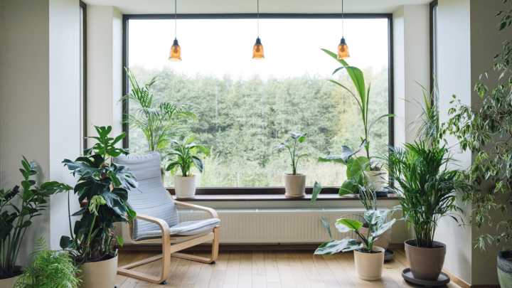 The Tropical Tree That Thrives With Indoor Containers And Bears Plenty Of Fruit