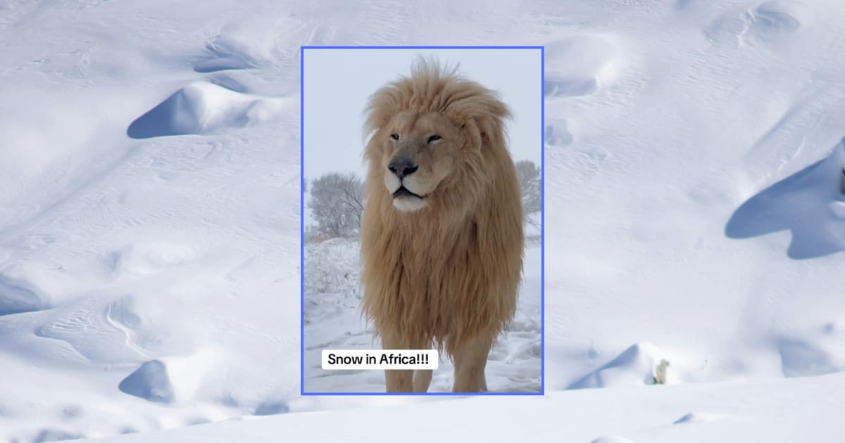 Sorprendente: así reacciona un león al ver nieve por primera vez