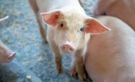 Abierto el plazo de información pública para la revisión ambiental de una explotación porcina en San Esteban