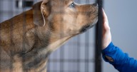 Amid kennel cough outbreak, Beaver County Humane Society seeking volunteers and fosters