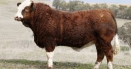 Valley Creek Simmentals bull sale results and clearance